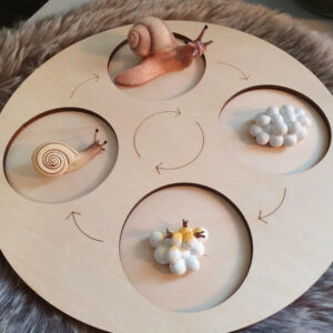 Planche cycle de vie